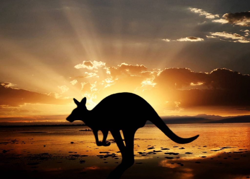 kangaroo in melbourne